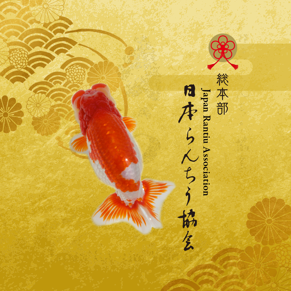 第67回 日本らんちう協会 全国品評大会 | 日らん｜日本らんちう協会